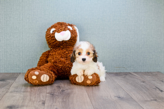 Cavachon Puppy for Adoption