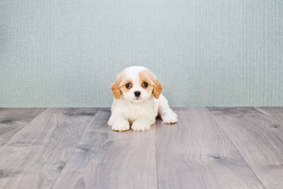 Happy Cavachon Baby