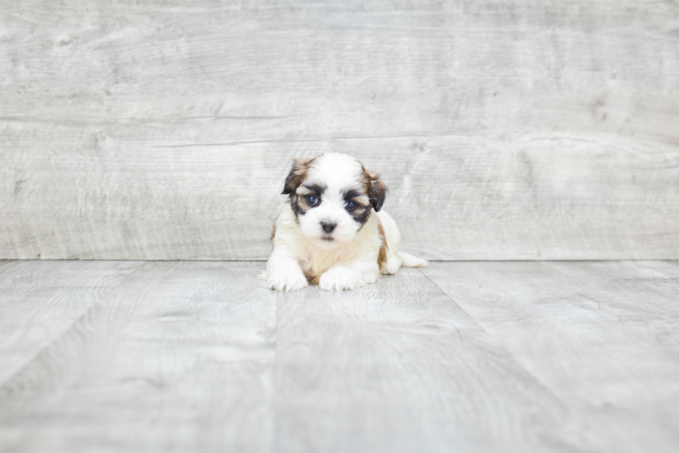 Energetic Shichon Designer Puppy