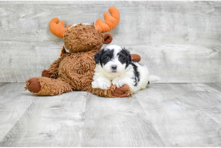 Teddy Bear Pup Being Cute