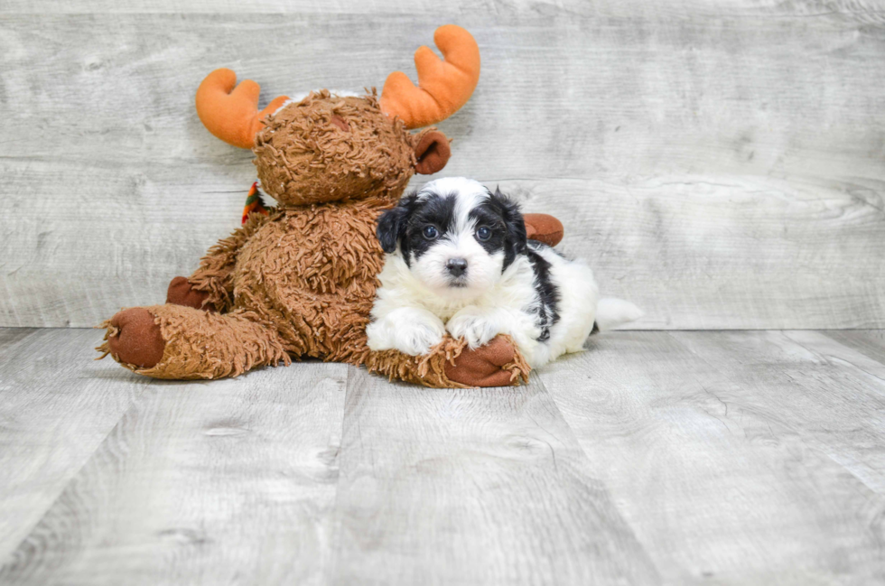 Teddy Bear Pup Being Cute