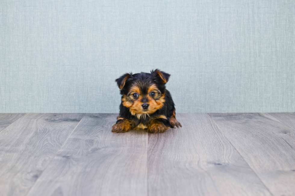 Meet Joey - our Yorkshire Terrier Puppy Photo 