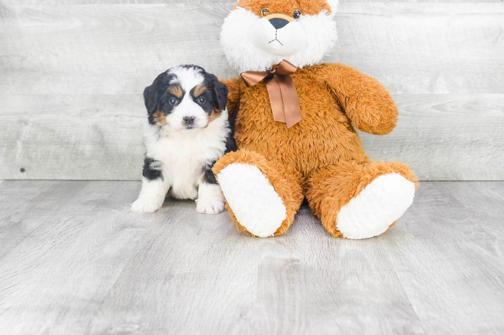 Little Bernadoodle Poodle Mix Puppy