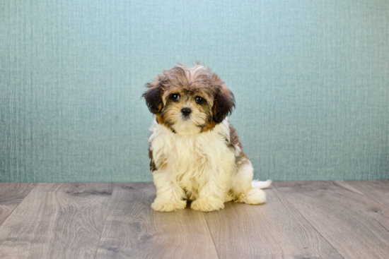 Cavachon Puppy for Adoption