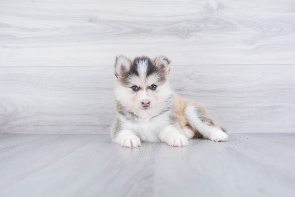 Small Pomsky Baby