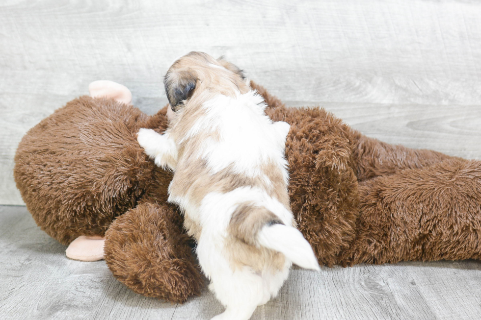 Happy Teddy Bear Baby