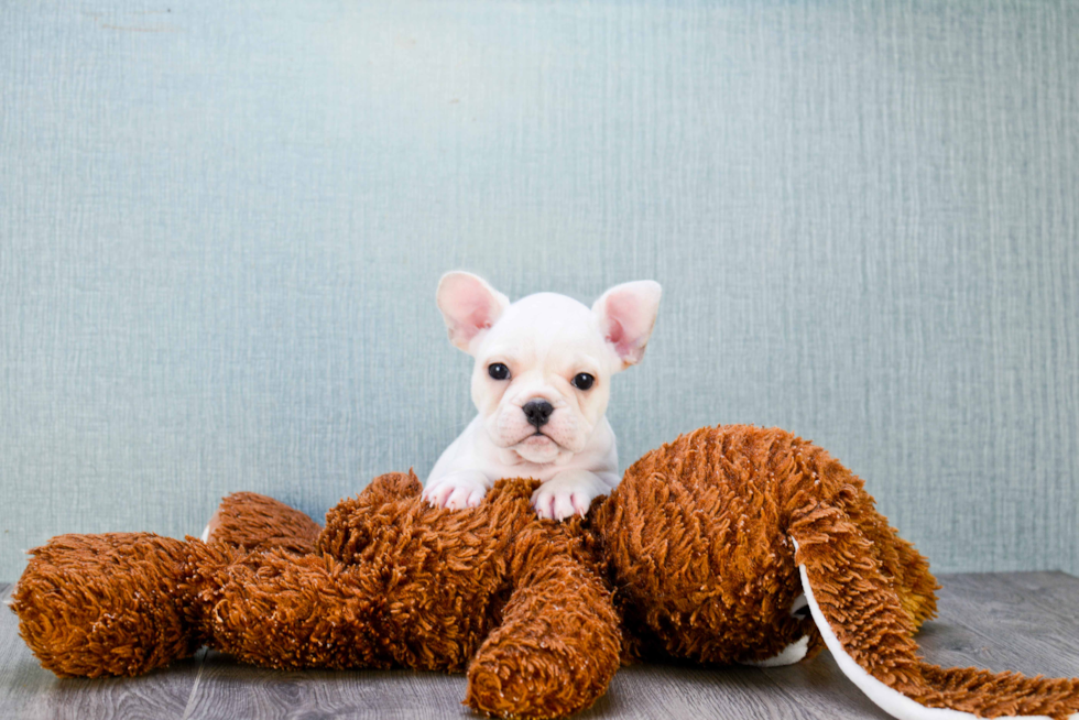 French Bulldog Puppy for Adoption