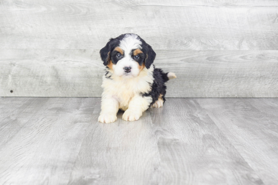 Little Mini Berniedoodle Poodle Mix Puppy