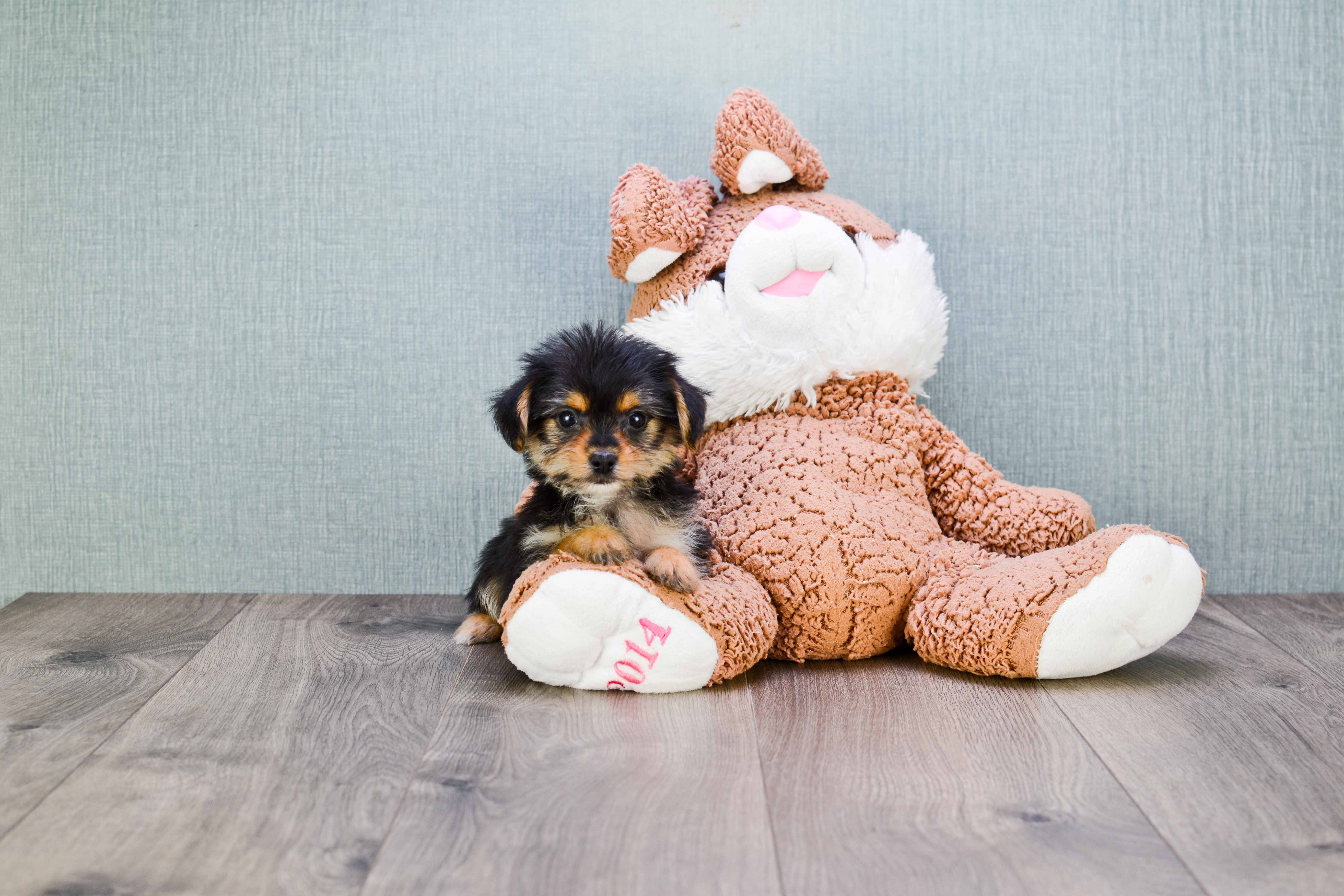 Playful Yorkie Designer Puppy