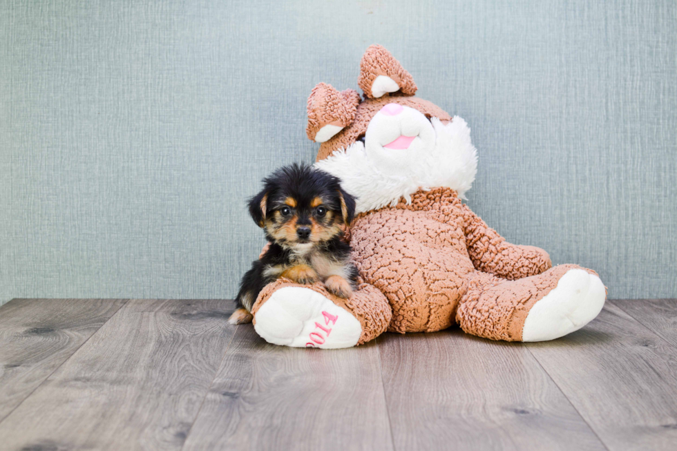 Playful Yorkie Designer Puppy