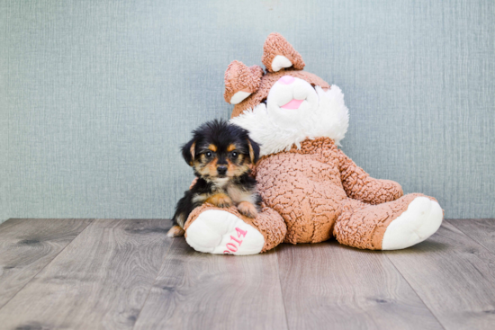 Playful Yorkie Designer Puppy