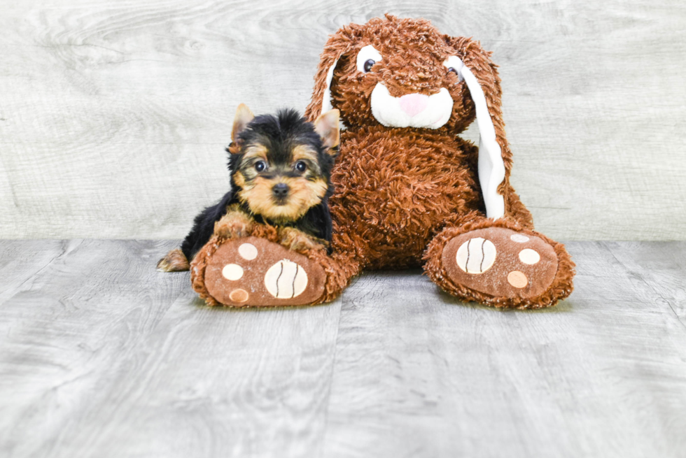 Meet Joey - our Yorkshire Terrier Puppy Photo 