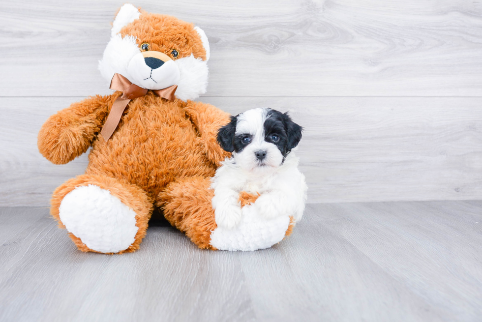 Smart Teddy Bear Designer Pup