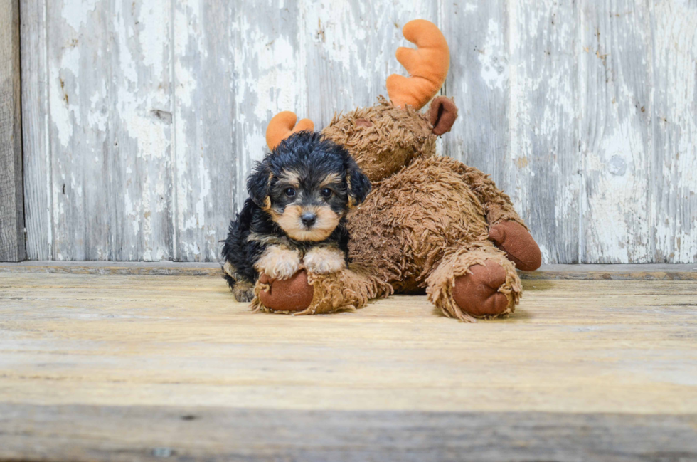 Petite Yorkie Poo Poodle Mix Pup