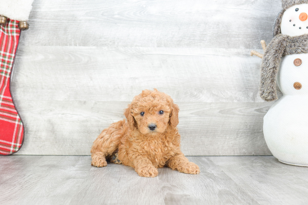 Fluffy Mini Goldendoodle Poodle Mix Pup