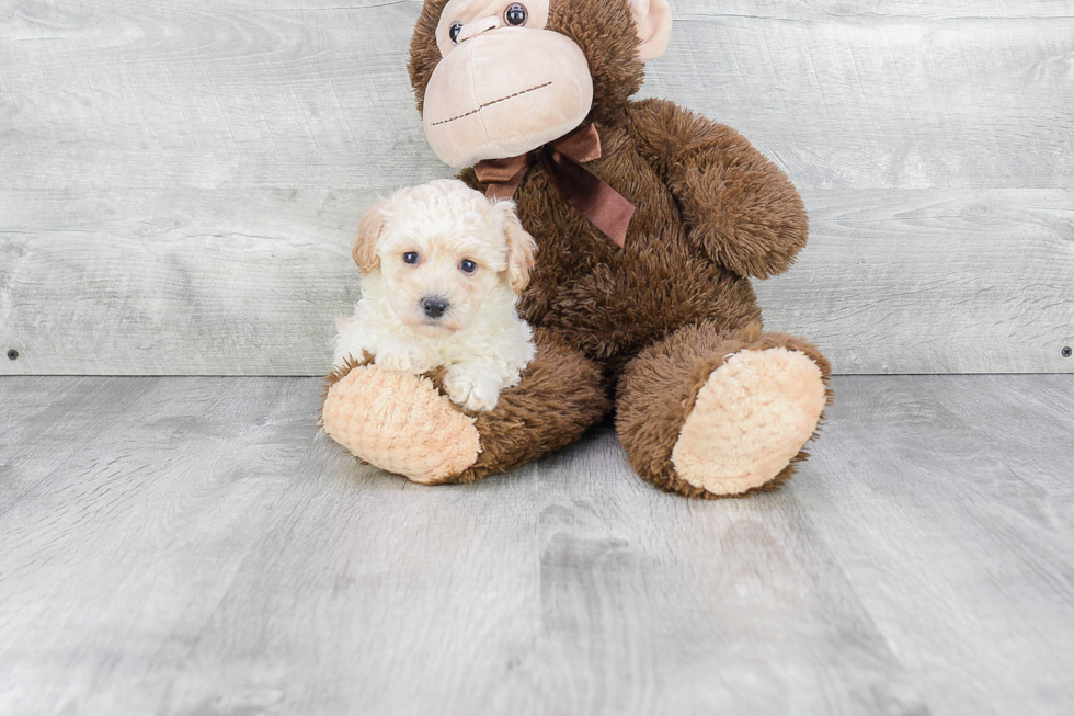 Best Maltipoo Baby