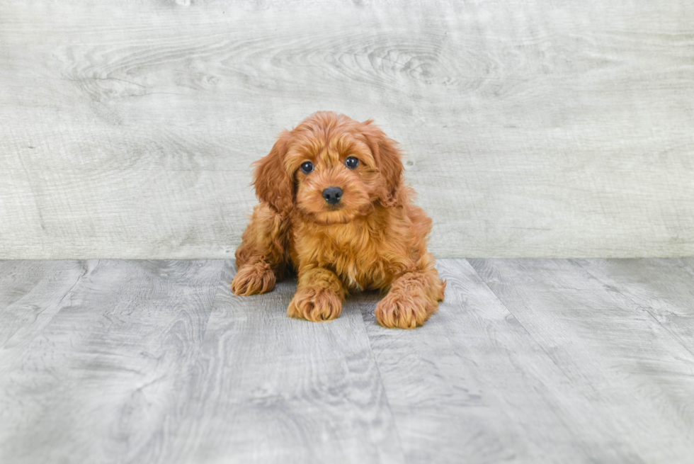 Best Cavapoo Baby