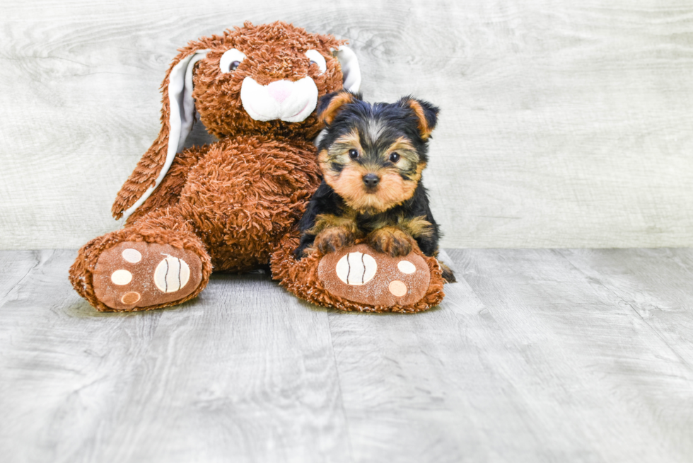 Meet Izzie - our Yorkshire Terrier Puppy Photo 