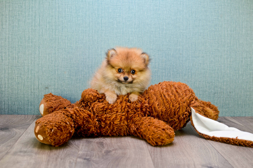 Pomeranian Pup Being Cute