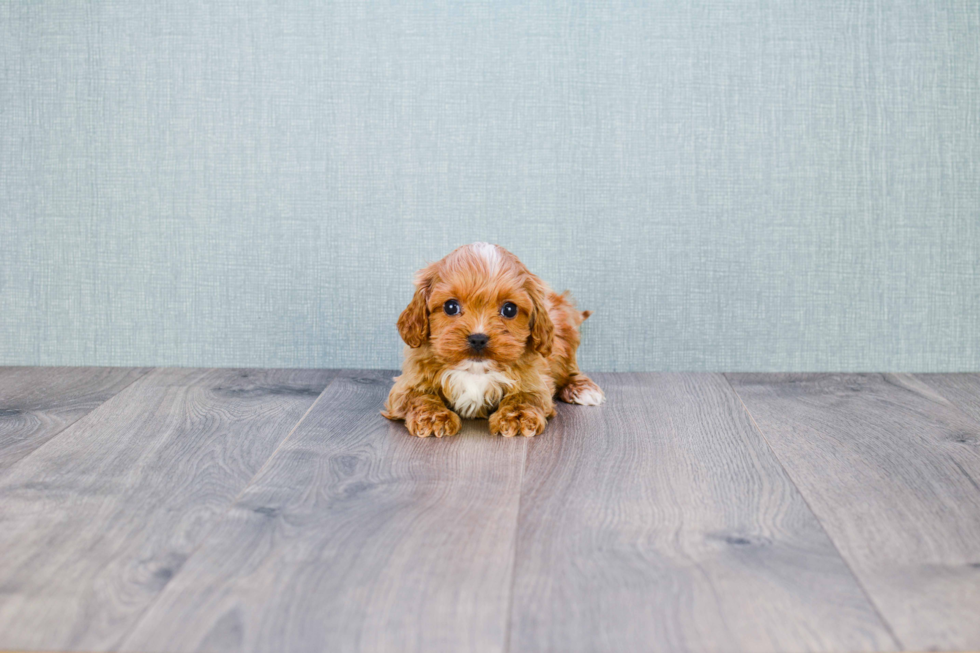 Cavapoo Puppy for Adoption