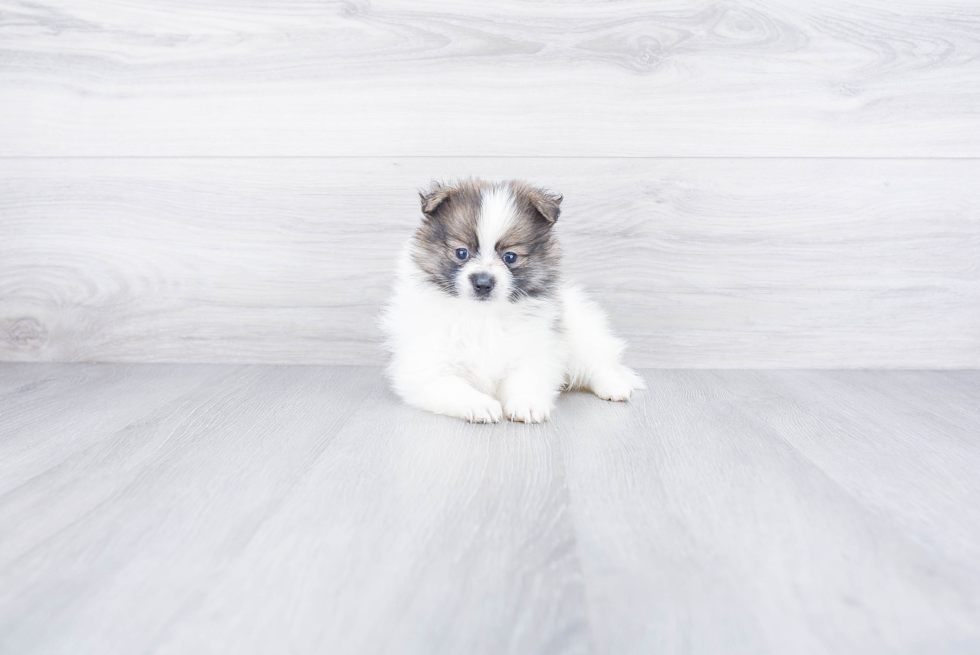 Smart Pomeranian Purebred Puppy