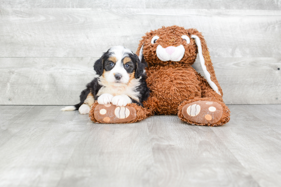 Playful Mini Berniedoodle Poodle Mix Puppy