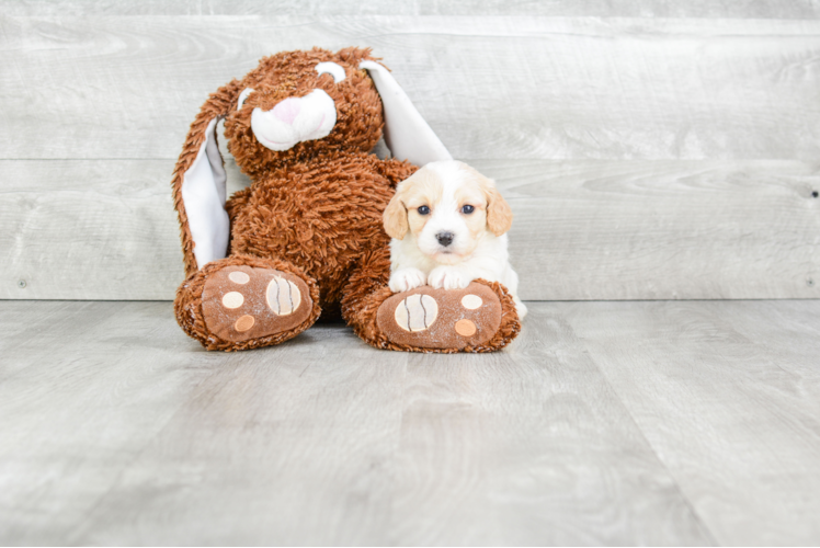 Cavachon Puppy for Adoption