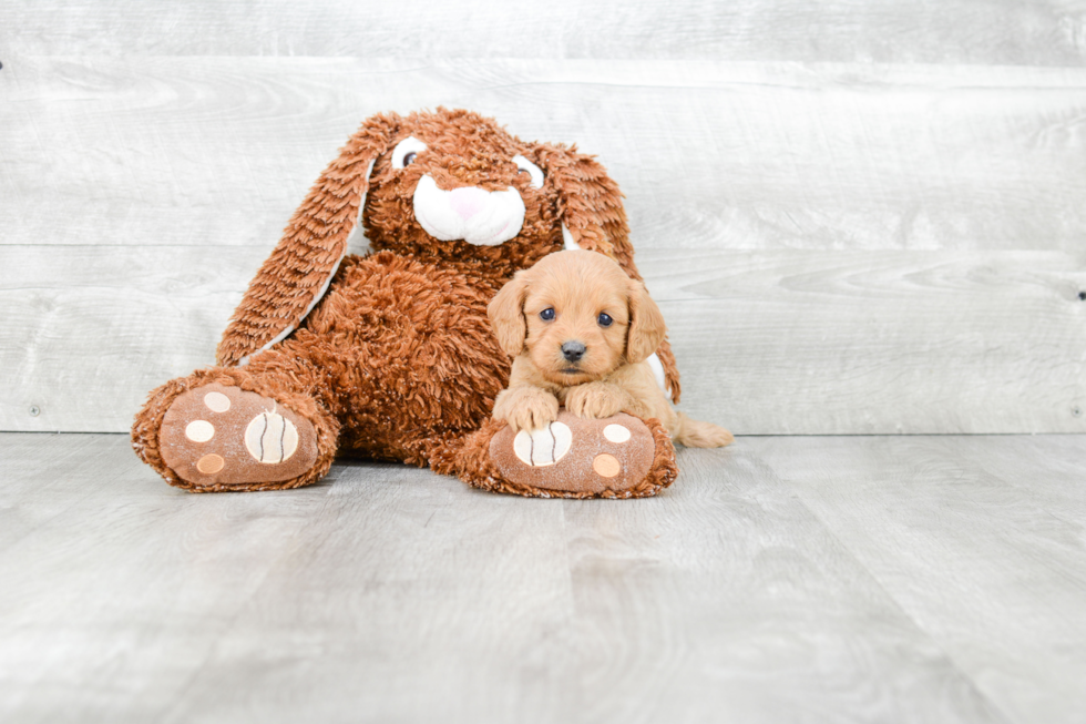 Petite Cavapoo Poodle Mix Pup