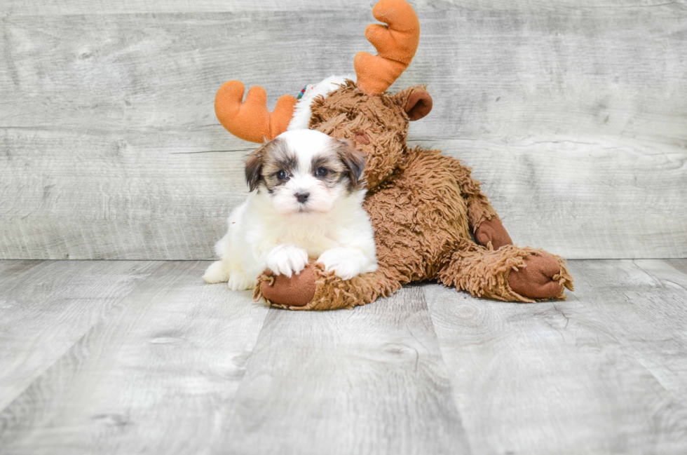 Popular Teddy Bear Designer Pup