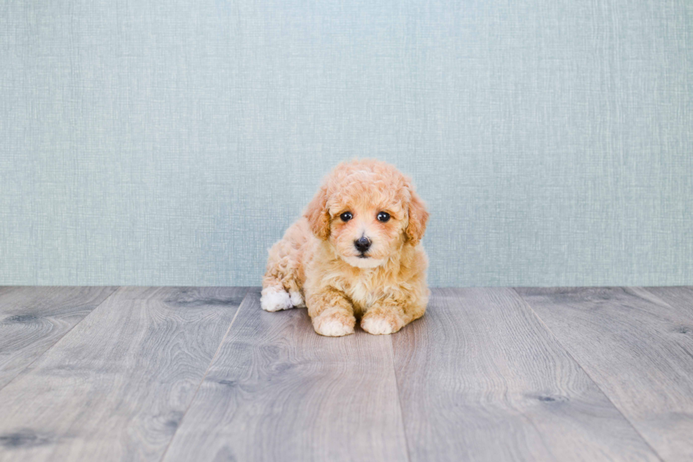 Hypoallergenic Maltese Poodle Poodle Mix Puppy