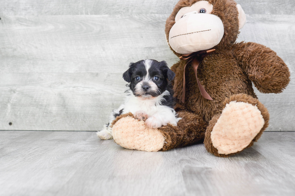 Teddy Bear Puppy for Adoption