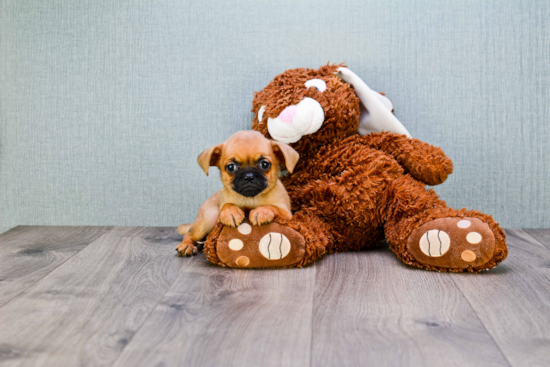 Brussels Griffon Pup Being Cute