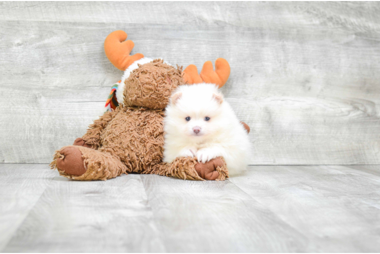 Popular Pomeranian Purebred Pup