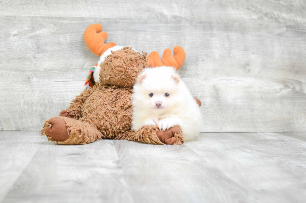 Popular Pomeranian Purebred Pup