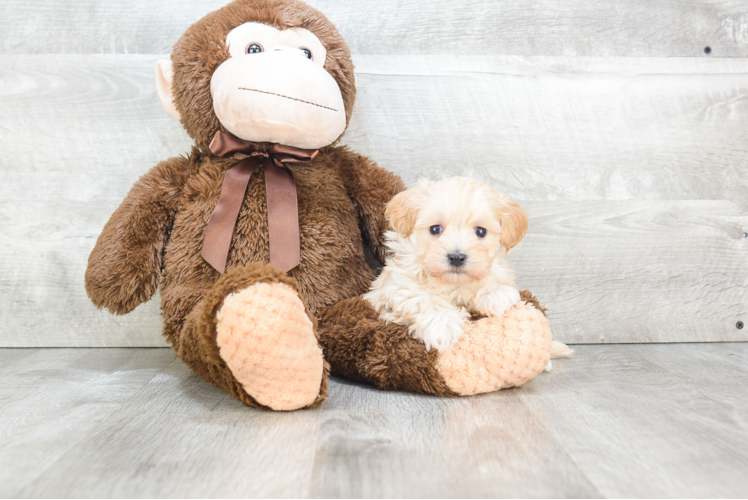 Hypoallergenic Maltepoo Poodle Mix Puppy