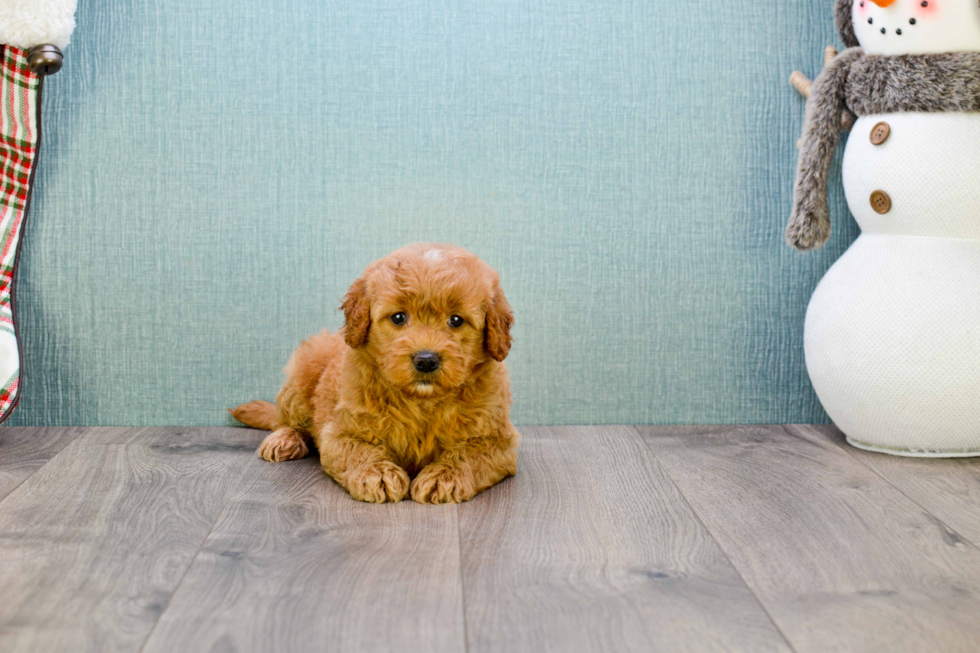 Hypoallergenic Golden Retriever Poodle Mix Puppy