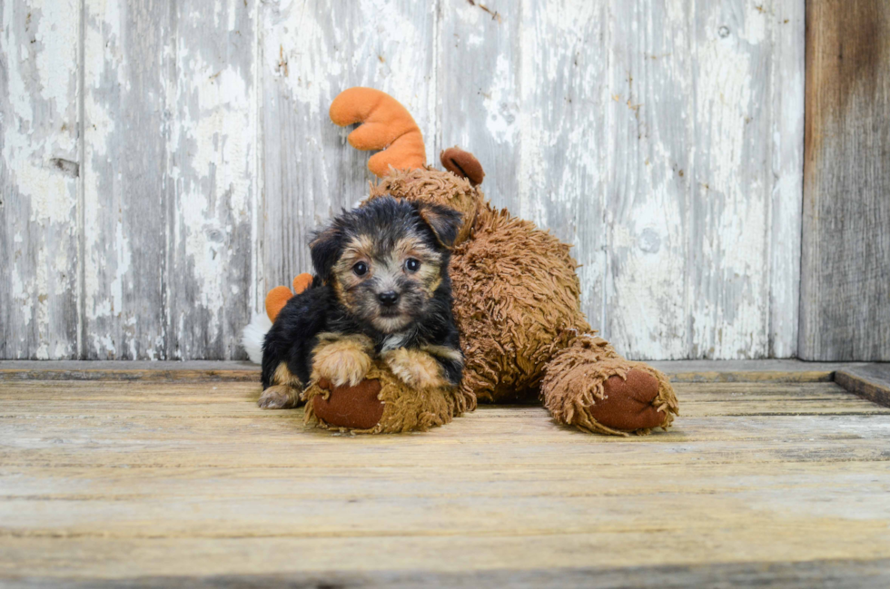 Morkie Pup Being Cute