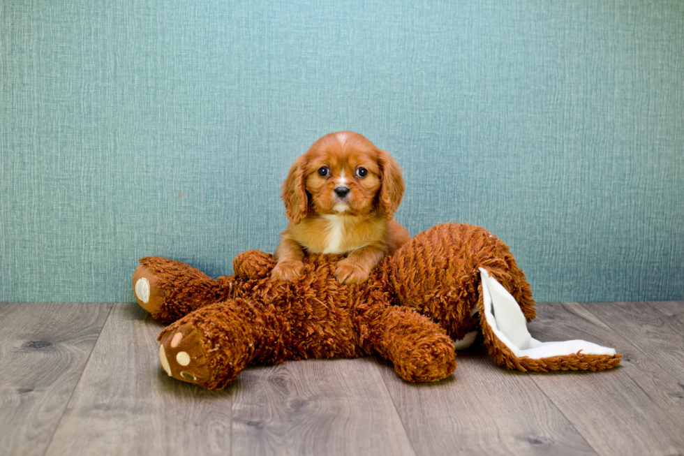 Cavalier King Charles Spaniel Puppy for Adoption