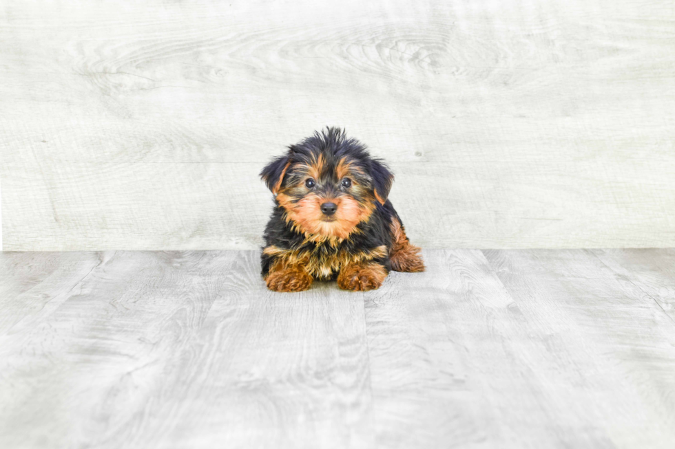 Meet Snickers - our Yorkshire Terrier Puppy Photo 