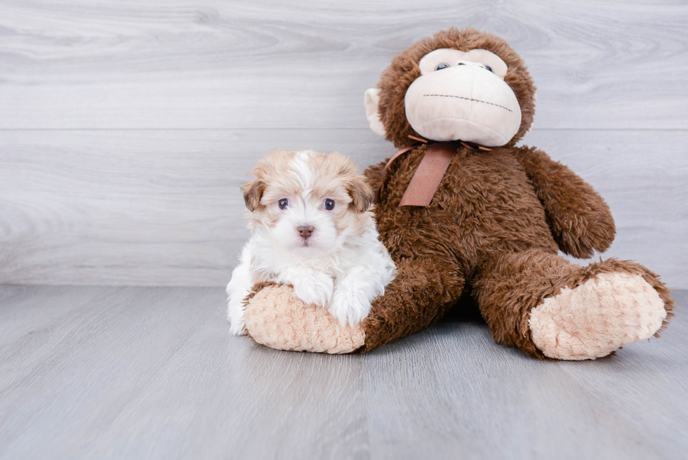 Havanese Pup Being Cute