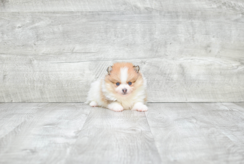 Playful Pomeranian Baby