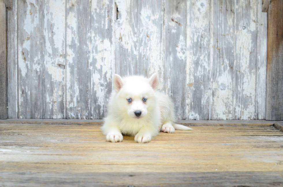 Pomsky Puppy for Adoption