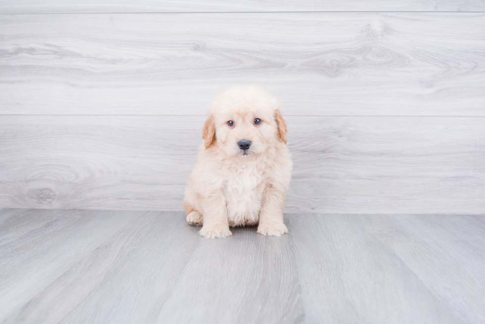 Mini Goldendoodle Pup Being Cute