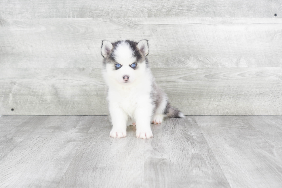 Pomsky Pup Being Cute