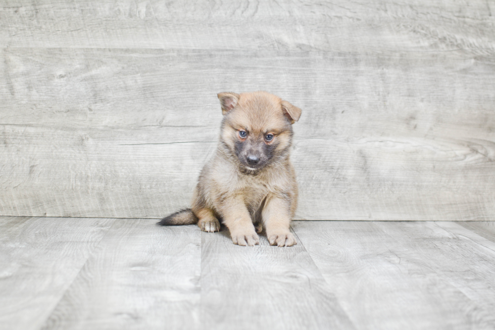 Pomsky Puppy for Adoption