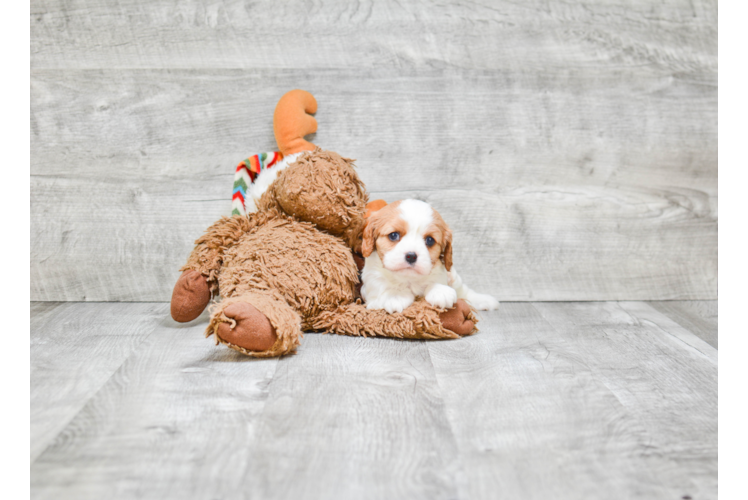 Playful Cavalier King Charles Spaniel Purebred Pup