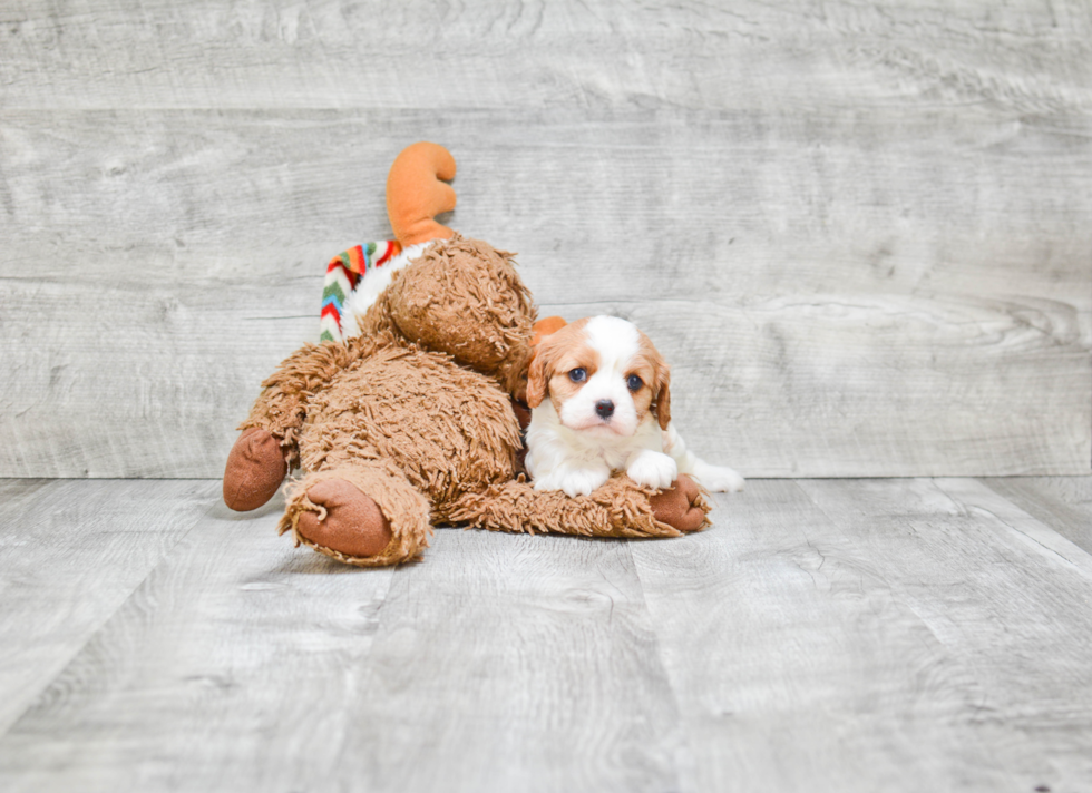 Playful Cavalier King Charles Spaniel Purebred Pup