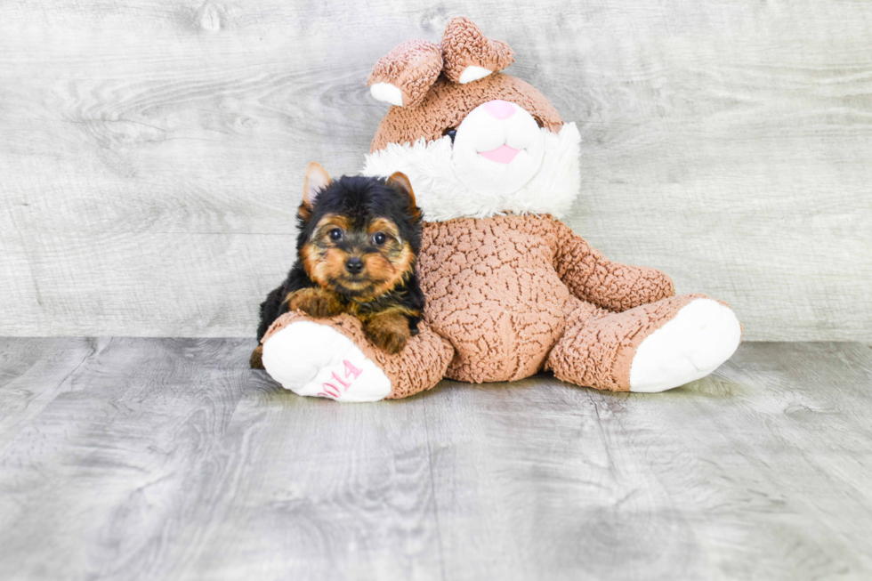 Meet Tinkerbell - our Yorkshire Terrier Puppy Photo 