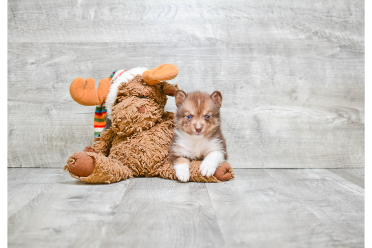 Best Pomsky Baby