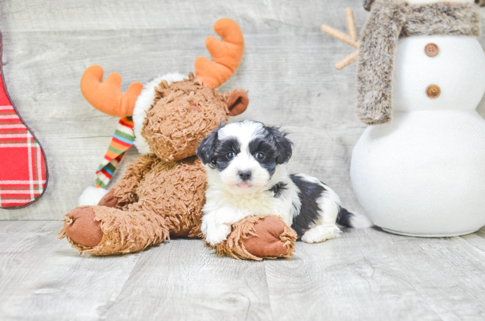 Best Havanese Baby